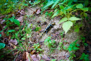 Bieszczady salamandra plamista