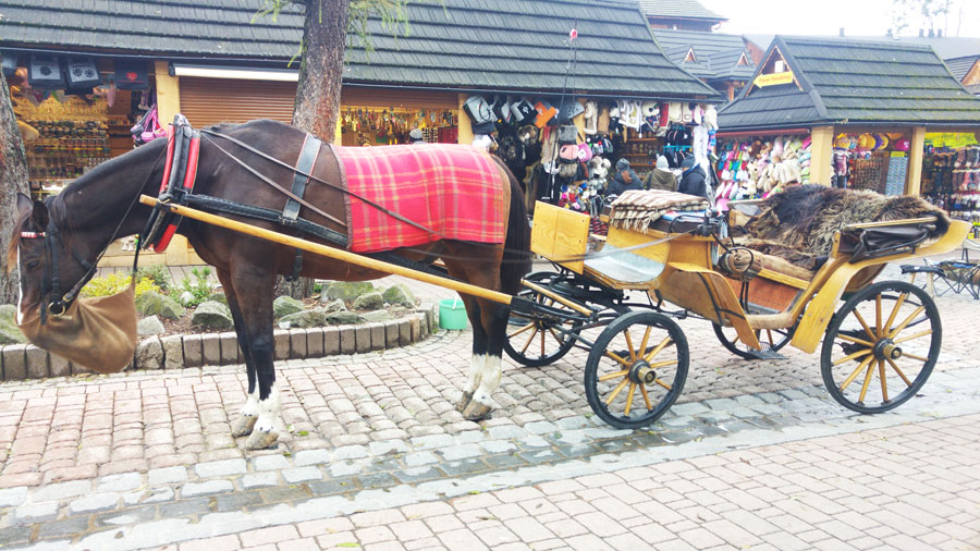 zakopane bryczka